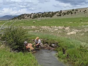 Building beaver mimicry structure 