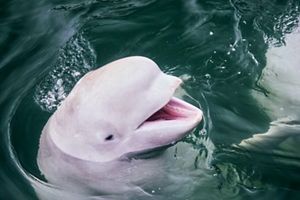 A beluga whale sticks its head out of the water.