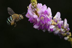A bee visits a pink flower against a black background