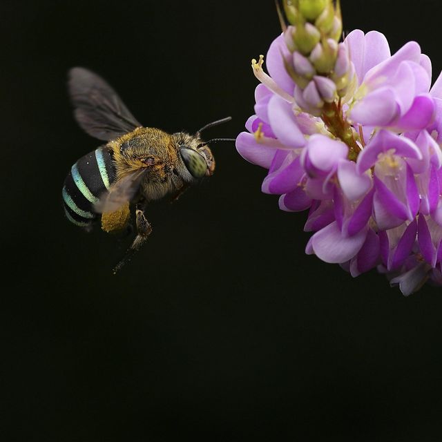 A bee hovers just above a vibrant purple flower.