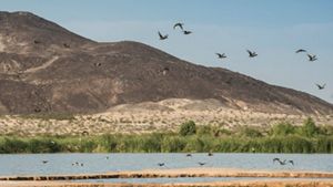 Birds flying above Las Arenitas wetlands