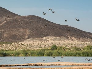 Birds flying above Las Arenitas wetlands