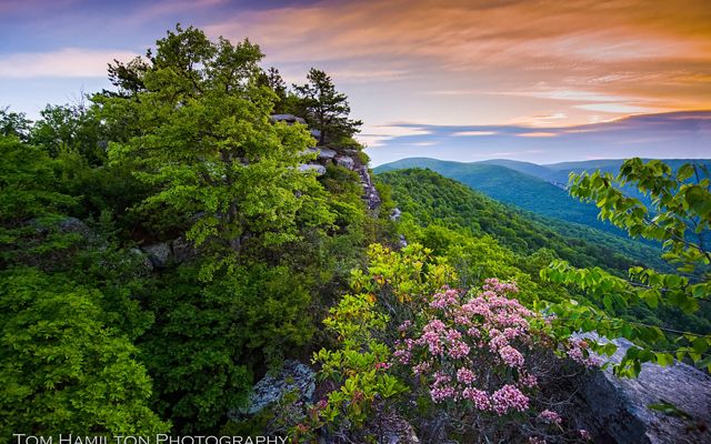 View through thick green bushes and pink rhododendron blossoms to blue mountain ridges beyond. The sky overhead is streaked with orange and pink colors.