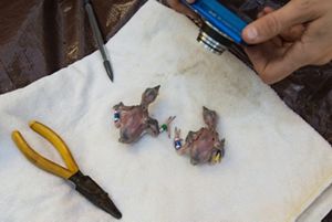 Two featherless woodpecker chicks rest on a white cloth after receiving blue color coded identification bands.