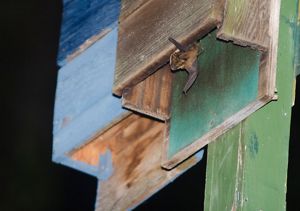 A bat peeks out from a wooden structure.
