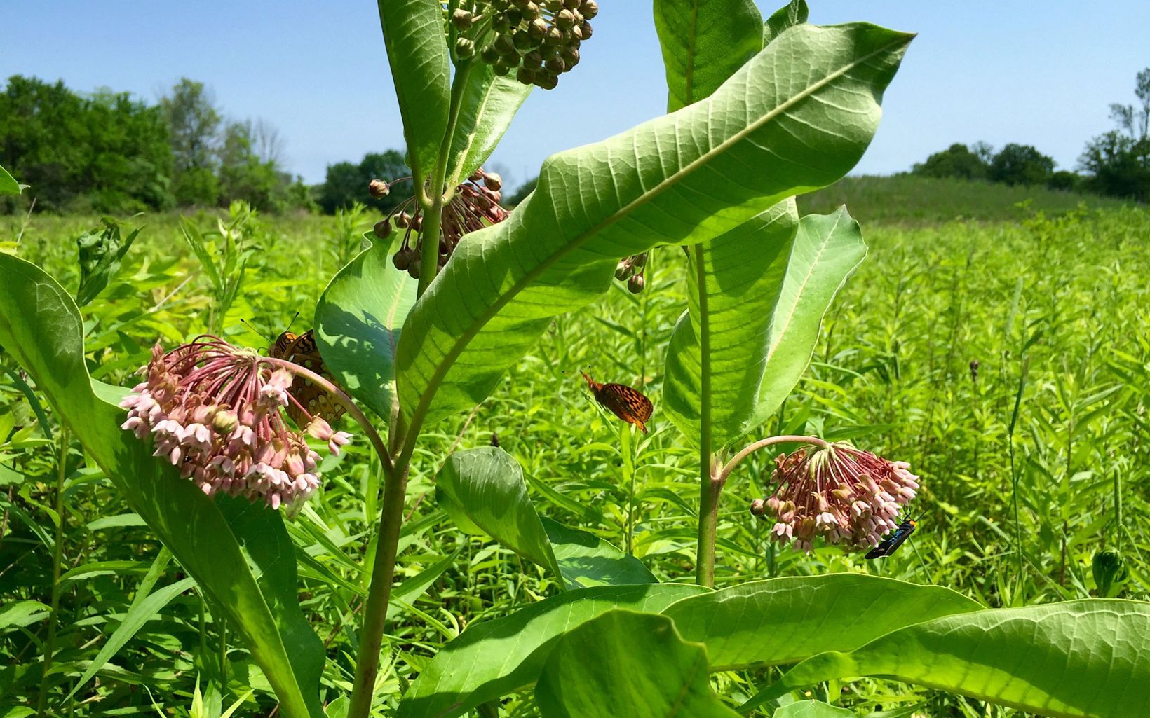 Pollinators In the open fields that you'll wander through along the trail, pollinators love the milkweed, butterfly weed, coneflowers and other native plants that bloom. © Jessica Lin/TNC