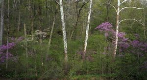 Tall, thin white trees are surrounded by smaller green trees and trees with bright purple flowers at Big Walnut Nature Preserve in Putnam County.