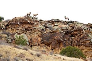 Bighorn sheep climbing on the rocks.