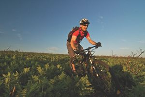 A person wearing a helmet navigates a mountain bike over rocky terrain following a line of short trees.