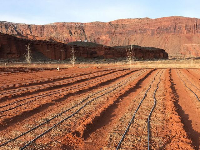 Rows of red soil with irrigation lines on top, in a valley surrounded by red cliffs.