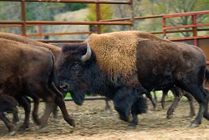 Bison reintroduced to Iowa