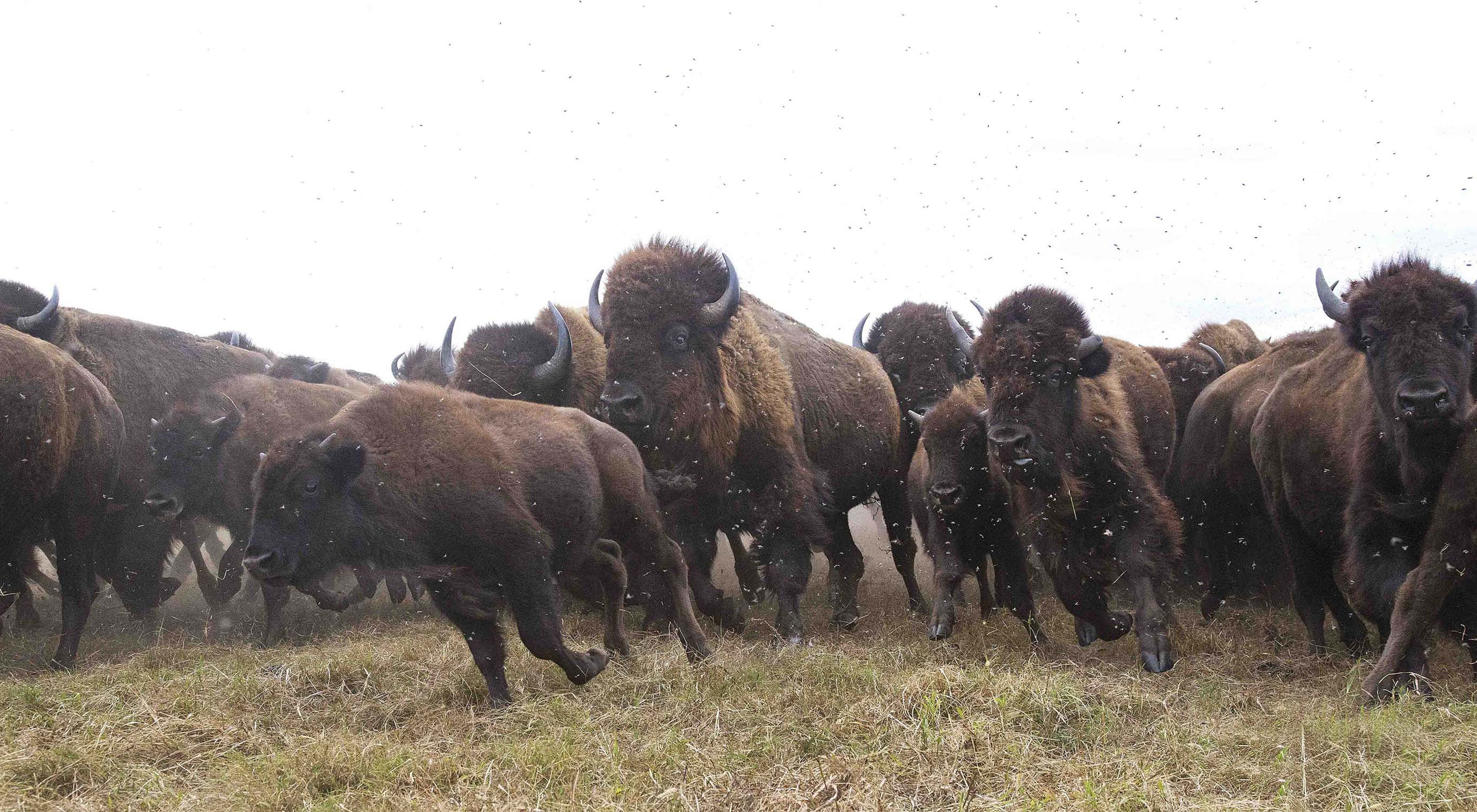 Close-up of a bison herd beginning to stampede.
