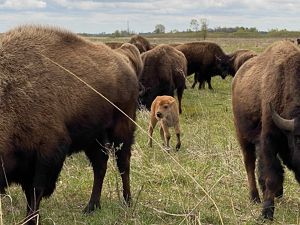 A bison calf in a group of adults at the Kankakee Sands Preserve in Indiana.