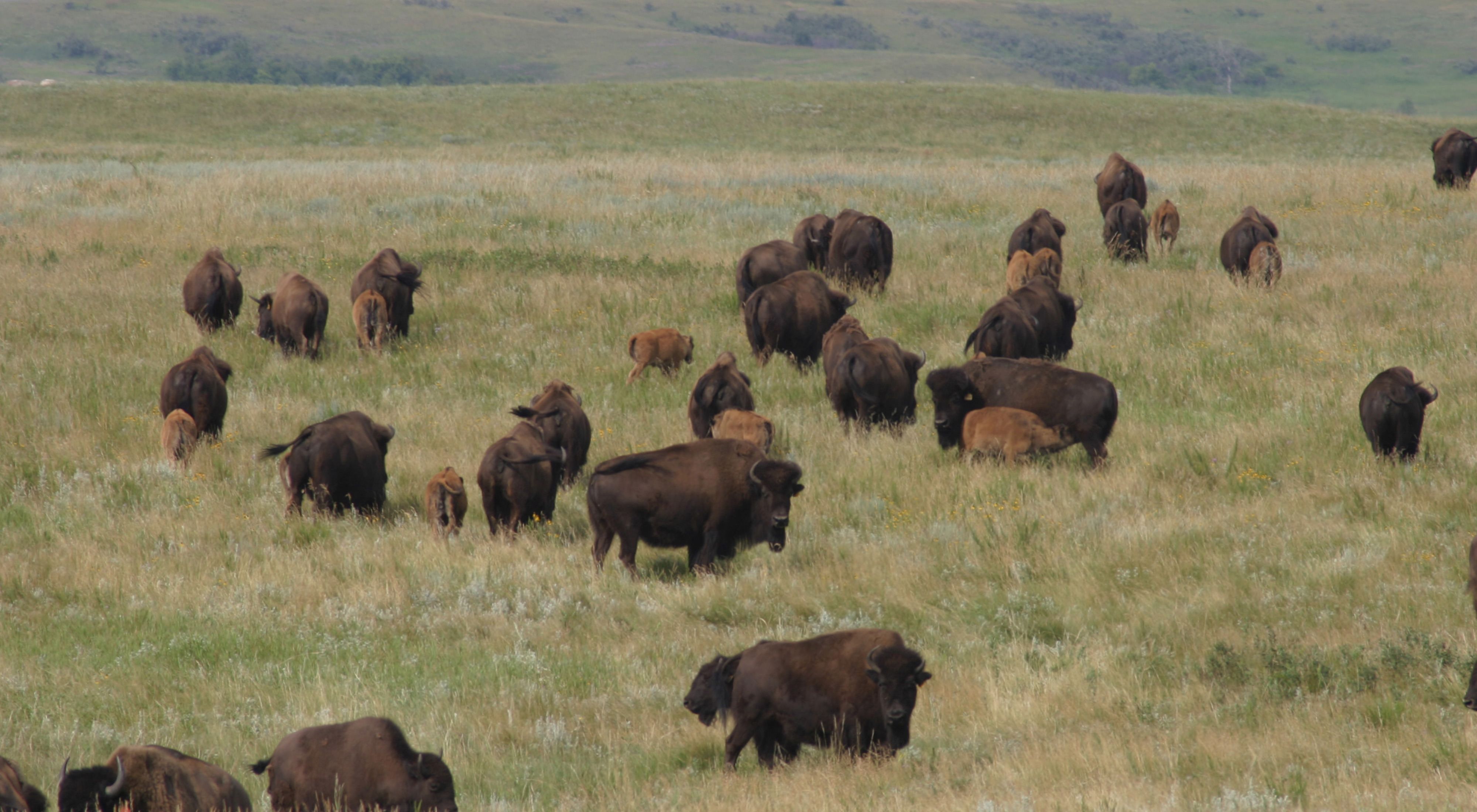Bison herd, with calves, at Cross Ranch Preserve