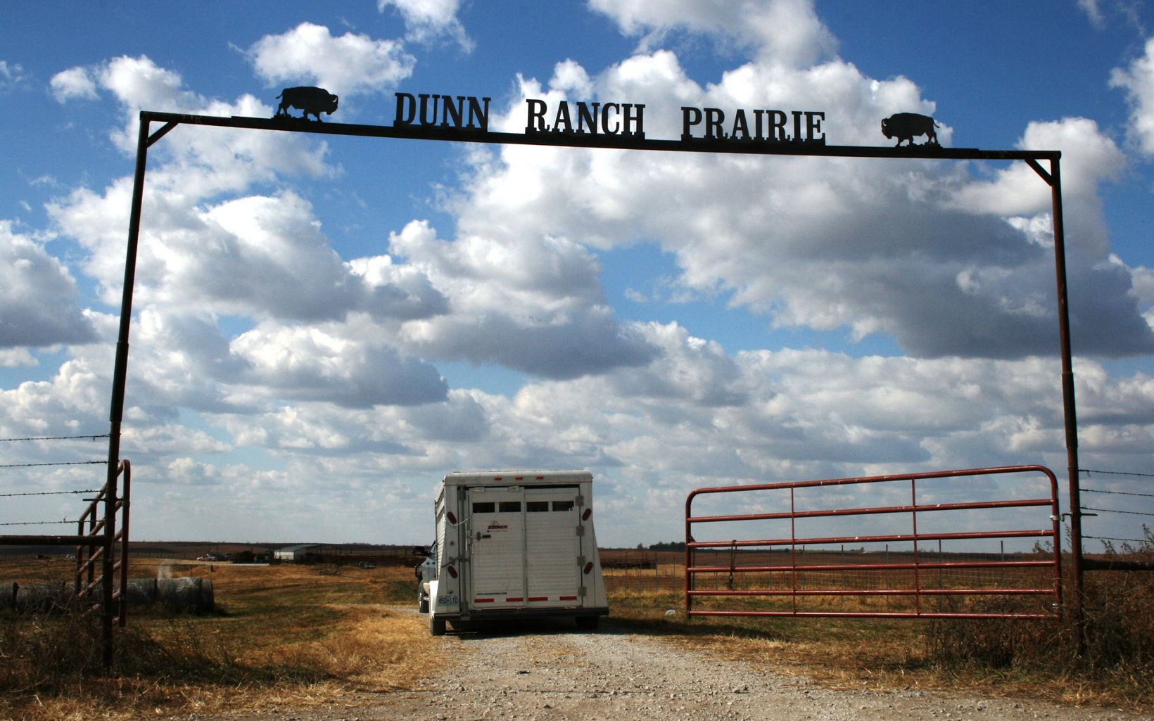 
                
                  Dunn Ranch Prairie Bison arriving to their new home at Dunn Ranch Prairie.
                  © Hilary Haley/TNC
                
              