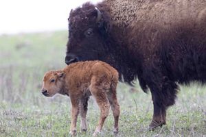 Bison mom and new calf soon after giving birth.