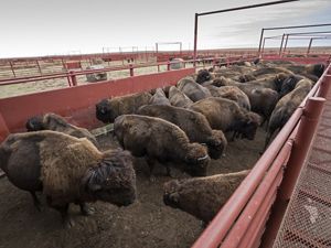 Bison in a corral waiting for annual vaccinations. 