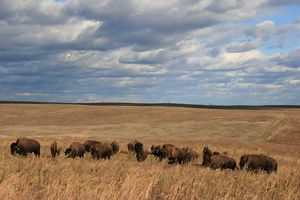 bison roam the prairie
