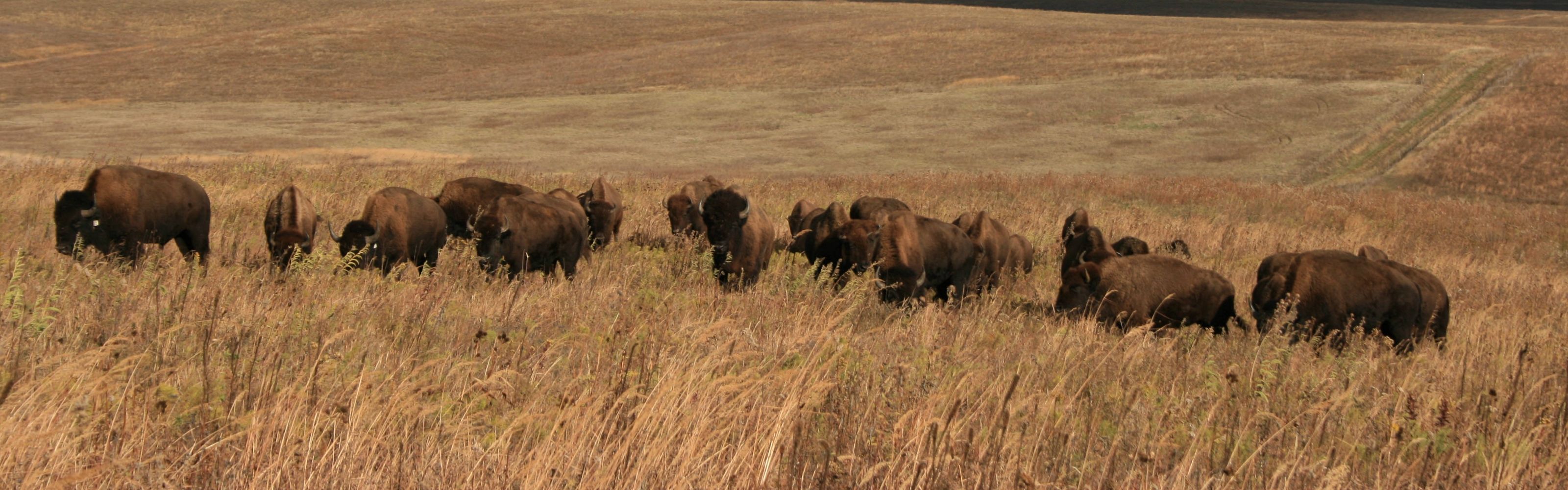 Bison roam the prairie on a fall day.