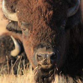 Bison bull closeup.