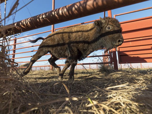 Close up of bison calf running through a corral.
