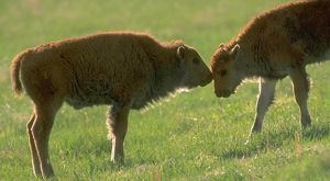 Two bison calves stand in green field, face to face.