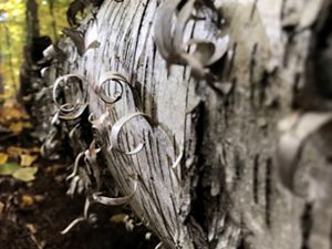 Birch bark curls.