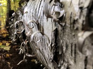 Closeup of curls of bark on a fallen tree.