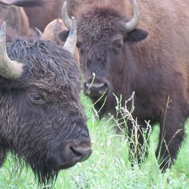 Bison closeup.