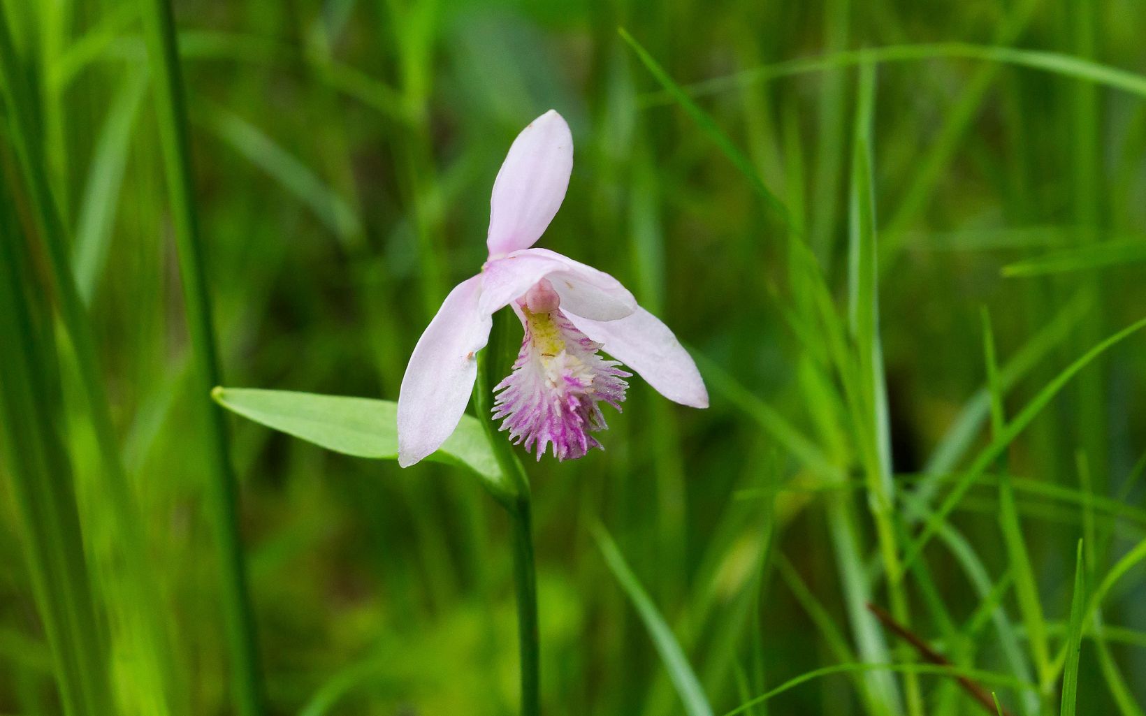 Rose pogonia orchid (Pogonia ophioglossoides) Considered threatened in Ohio. A bog plant that blooms in June. © Emily Speelman