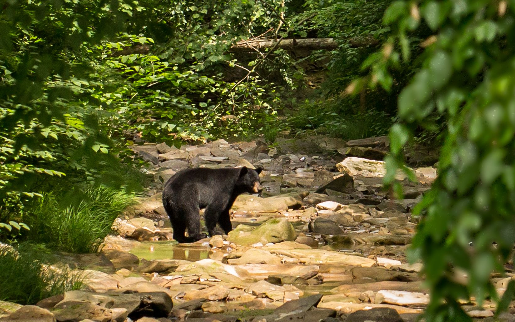 A black bear wades in a rocky creek.