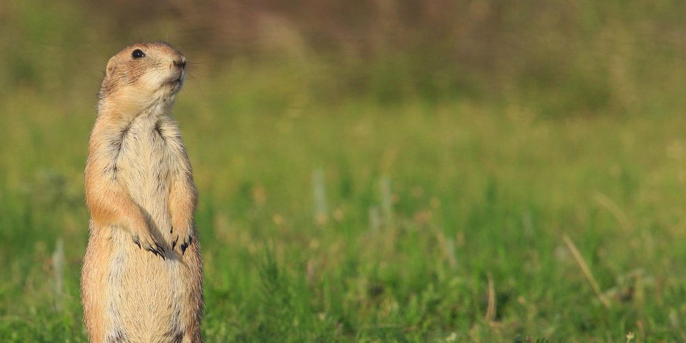 Black-tailed prairie dog peeking out