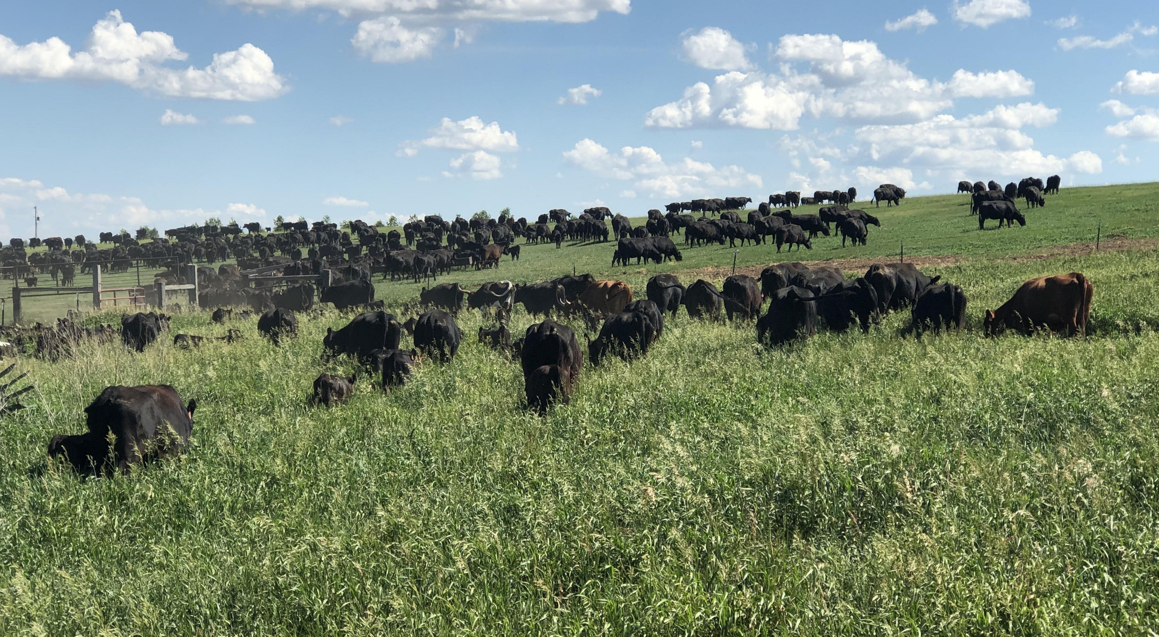 Herd of Angus beef cattle grazing in a pasutre.