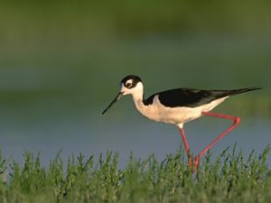 A black and white wading bird with a long beak and long red legs.