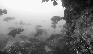 Black sea bass swim near the base of a wind turbine on Block Island.