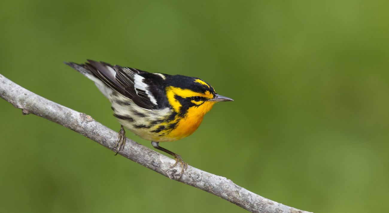Yellow bird in tree branch