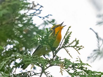 Bird singing from the tree top