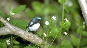 Blue warbler