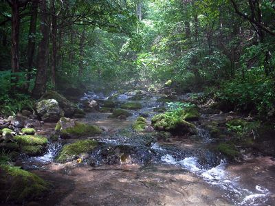 Clear water rushes over rocks in a mountain stream. A beam of sunlight cuts through the deep shade of surrounding trees.