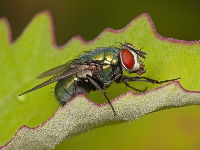 Closeup of a metallic green blowfly on leaf.