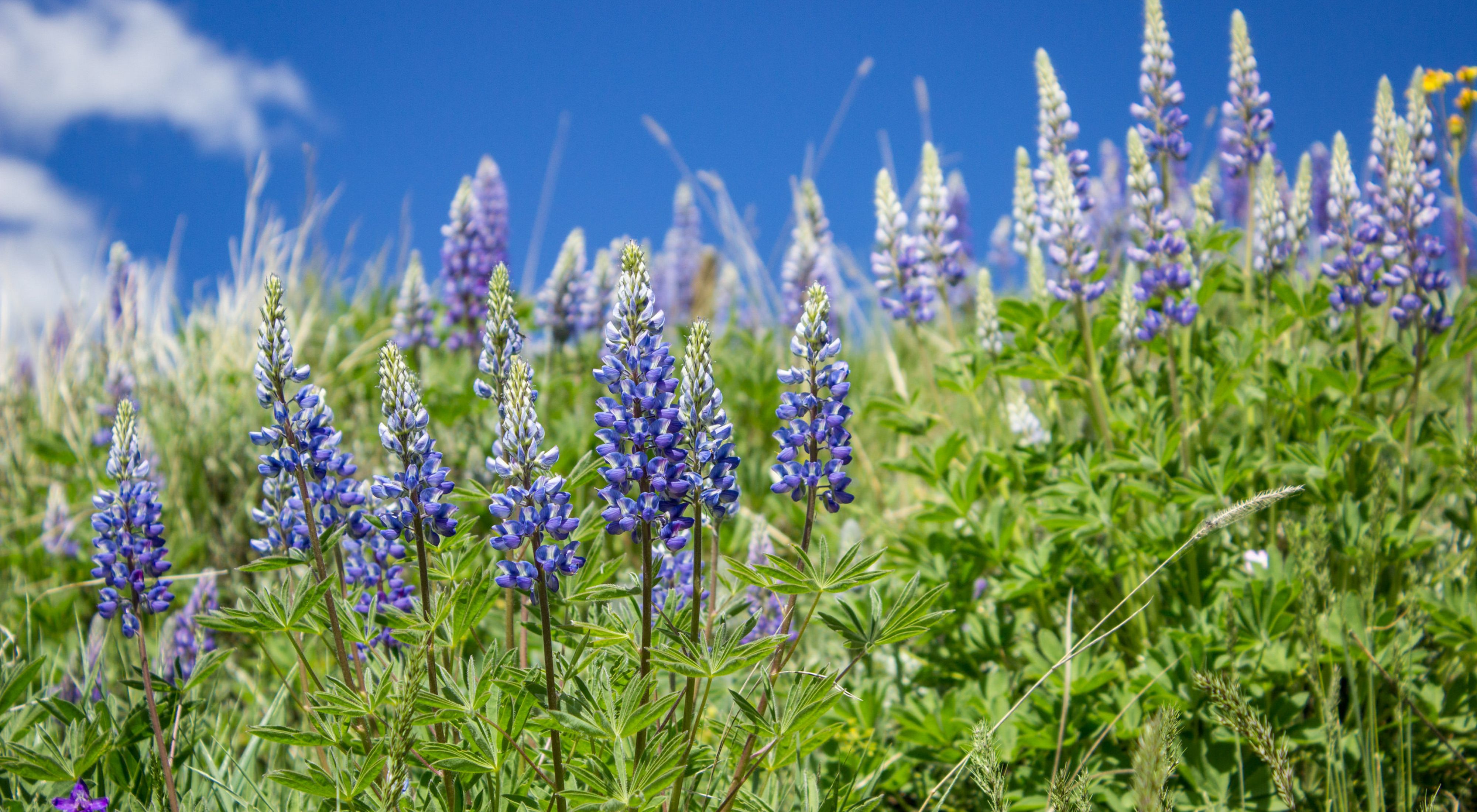 Lupine in bloom on Smith Rancho.