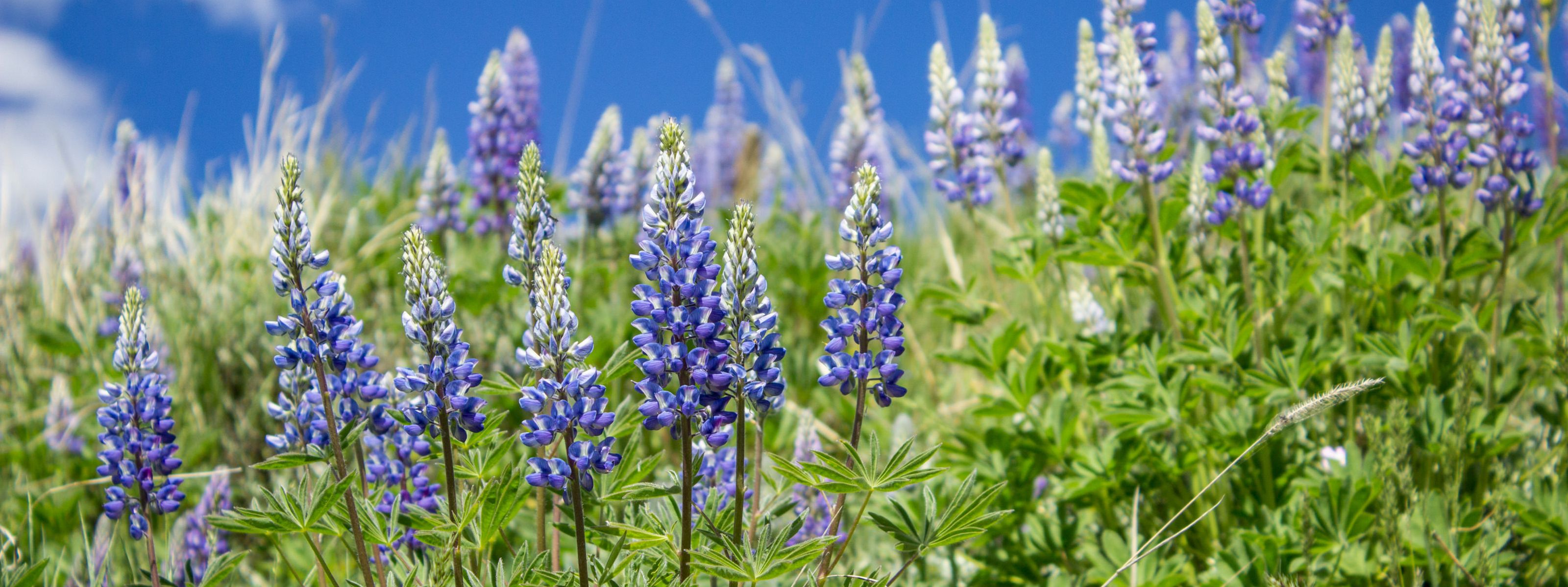Closeup of purple lupine flowers sprouting up into the sky.