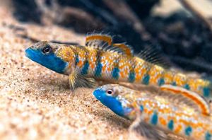 Two small fish with blue faces swim in a river.