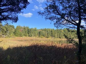A landscape shot of a bog surrounded by green plants and trees taken from a far. 
