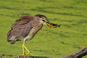 A young black-crowned night heron with a fish in its mouth standing on a branch in the water.