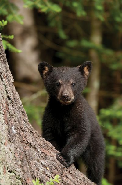 A baby black bear holds onto a tree trunk in the forest.