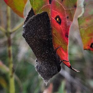 Gray moth hangs upside down on red leaf.