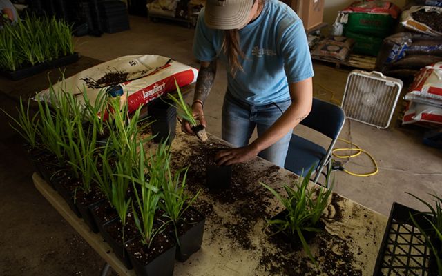A woman transplants blazing star plants on top of an indoor table.