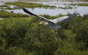 A bird with grey feathers and long wings soars over green marshland.