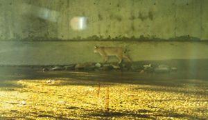 A bobcat passes through a tunnel under I-90 in MA.